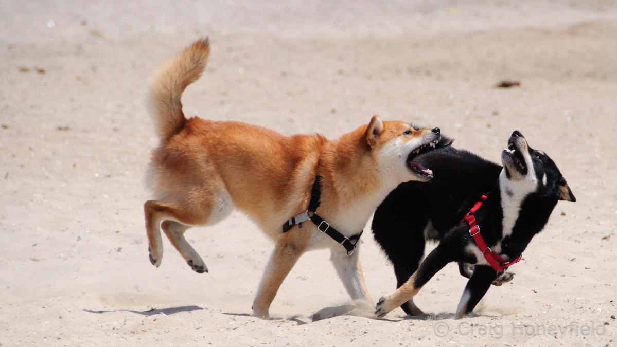Baron and Amaya, N6MUD’s Shiba Inu shack companions